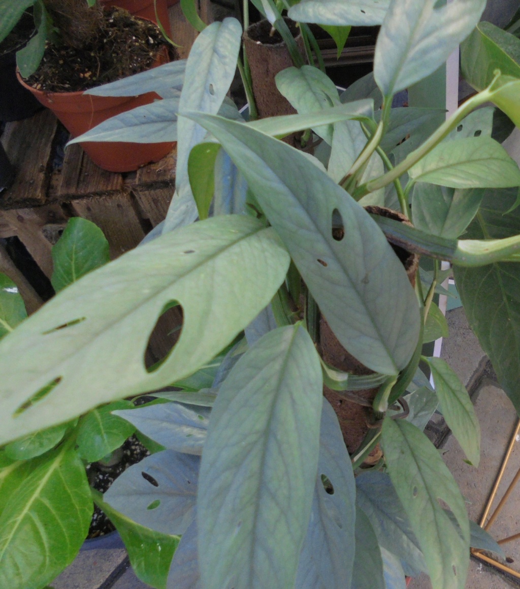 Epipremnum pinnatum 'variegata'  Dsc02015