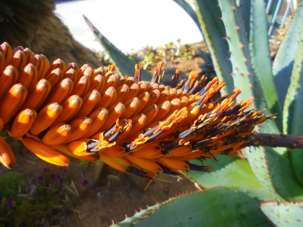 Aloe marlothii Dsc02213