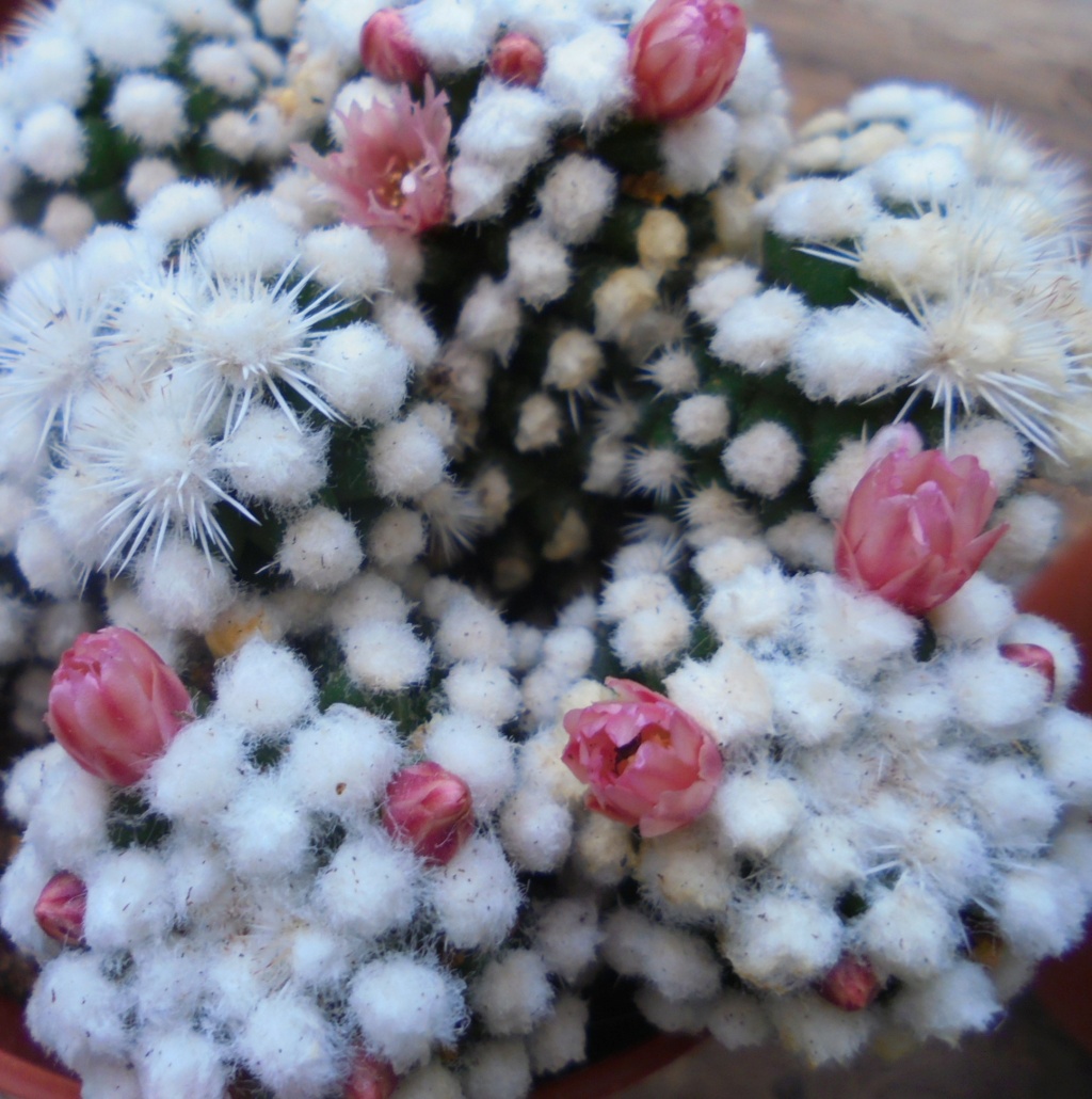 Mammilaria vetula ssp gracilis cv 'Oruga Blanca'  Dsc02416
