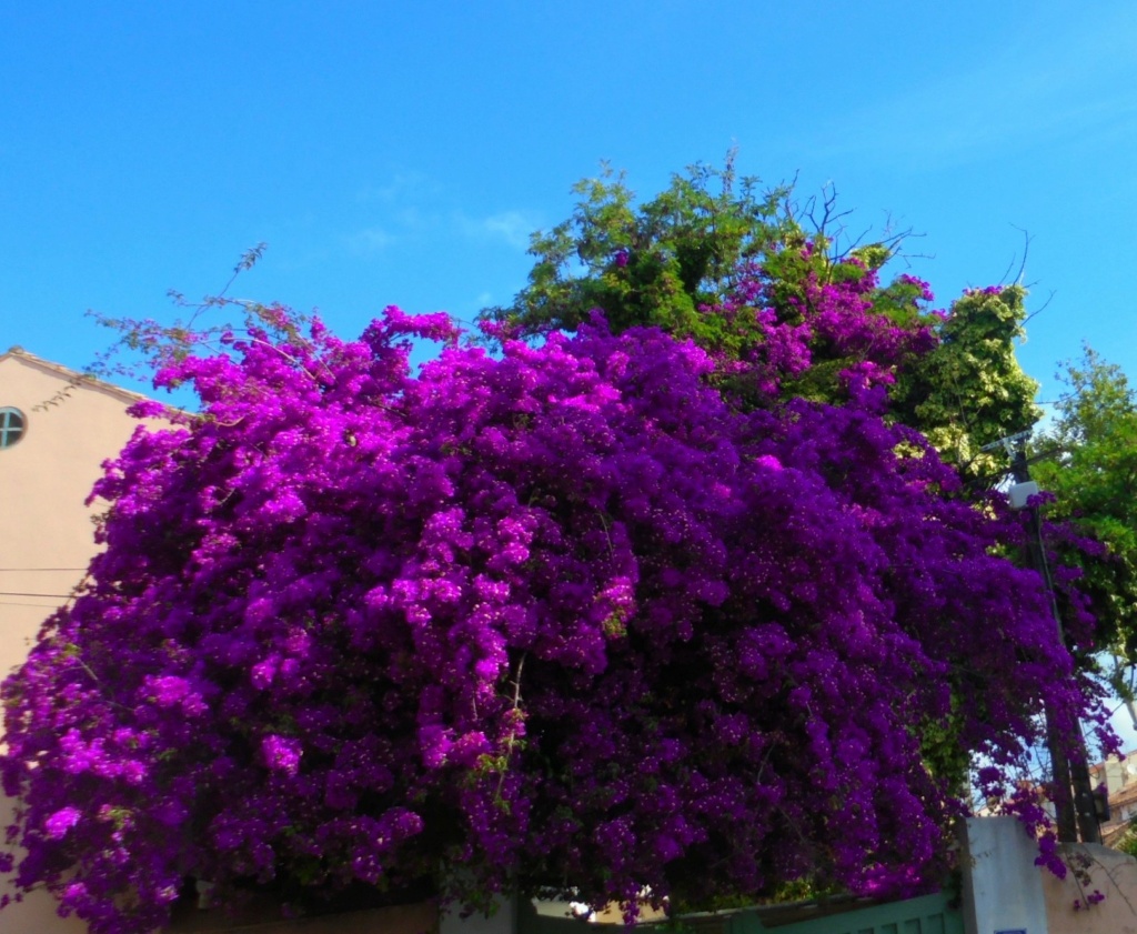 Bougainvillea - hybrides et cultivars - Page 3 Dsc02616