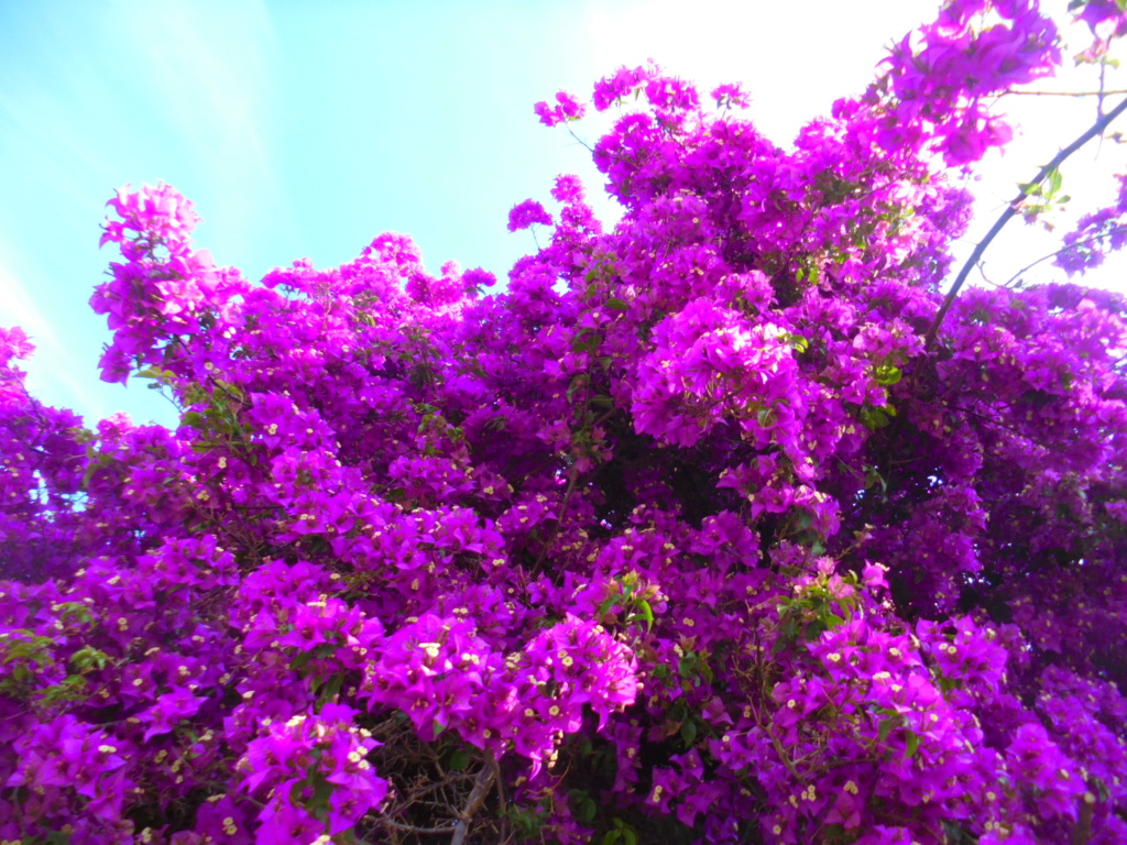 Bougainvillea - hybrides et cultivars - Page 3 Dsc02618