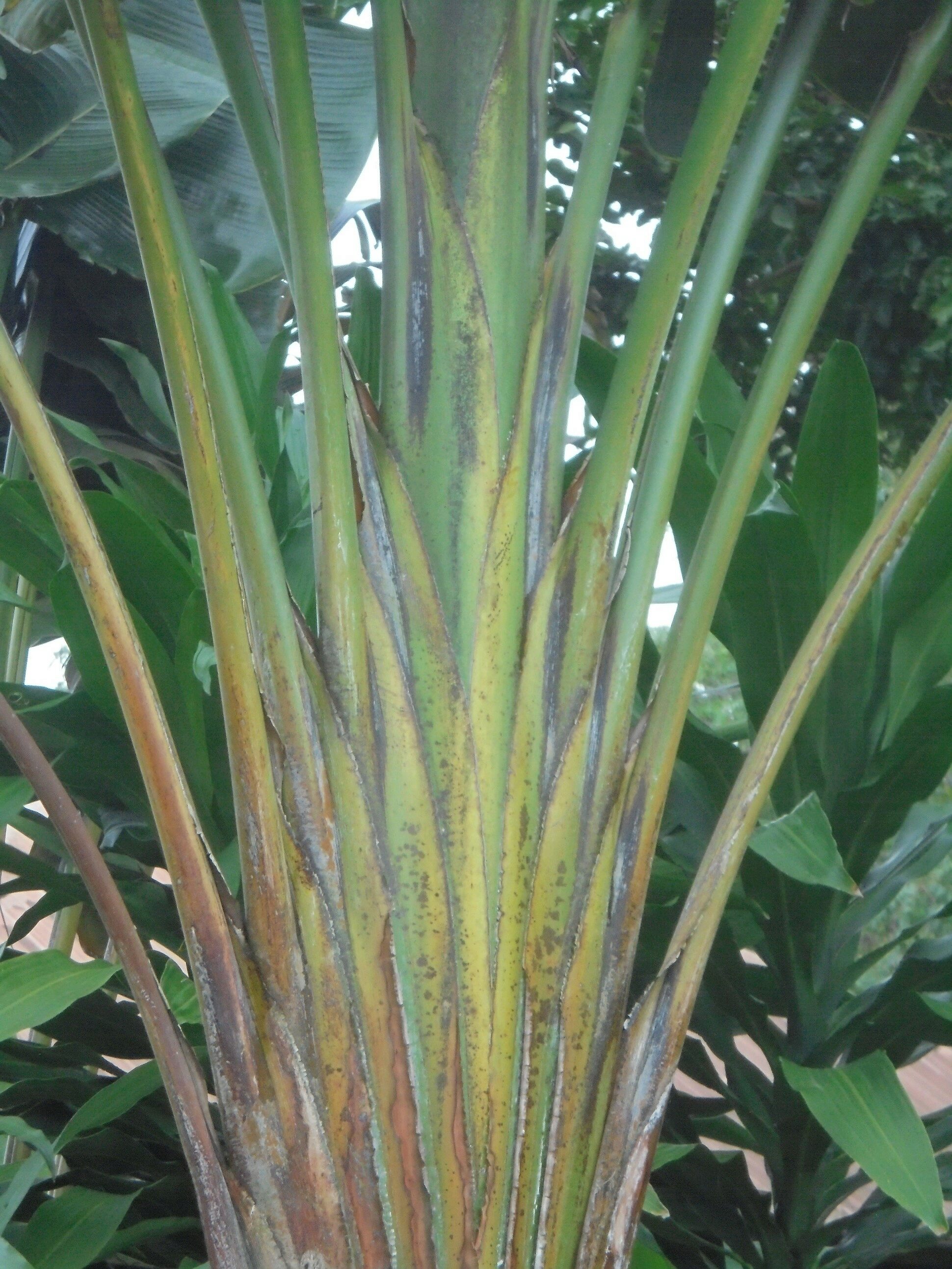 La Guyane en 2018 - Page 11 Dsc08621