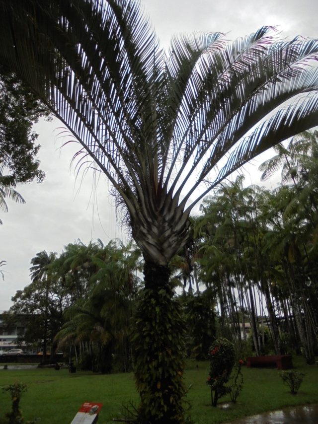 La Guyane en 2018 - Page 2 Dsc08813