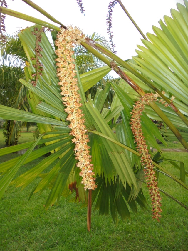 La Guyane en 2018 - Page 3 Dsc08819