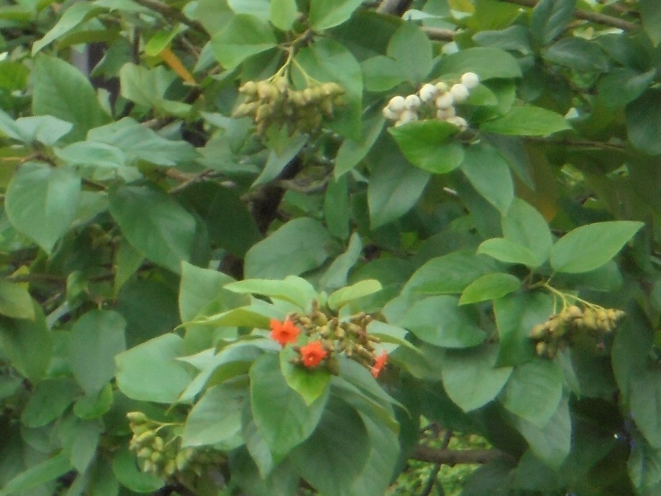 La Guyane en 2018 - Page 14 Dsc08822