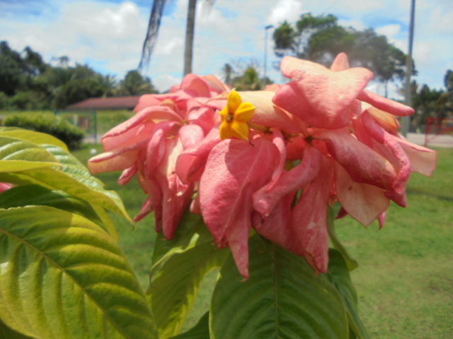 La Guyane en 2018 - Page 6 Dsc09121