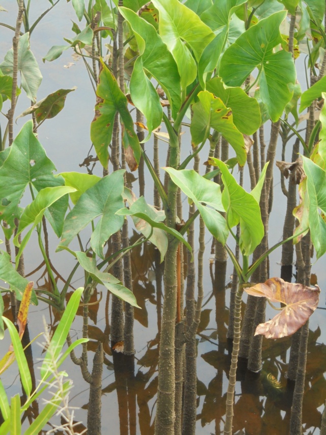 La Guyane en 2018 - Page 6 Dsc09125