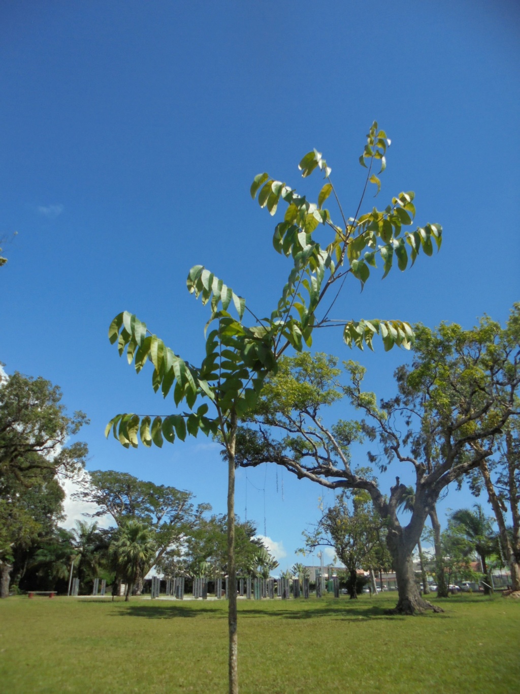La Guyane en 2018 - Page 14 Dsc09415