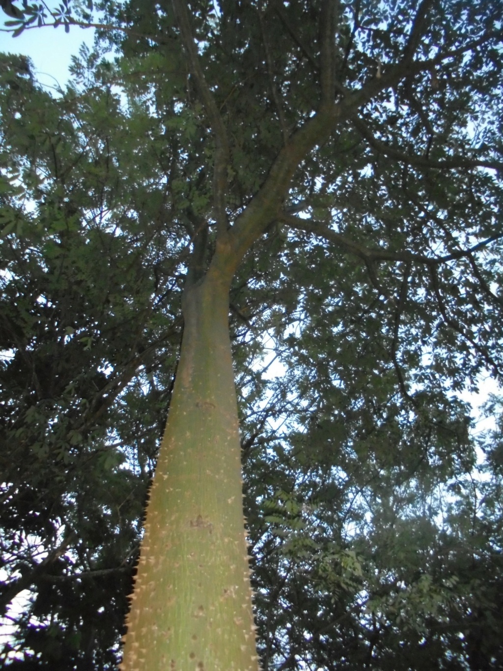 La Guyane en 2018 - Page 14 Dsc09416