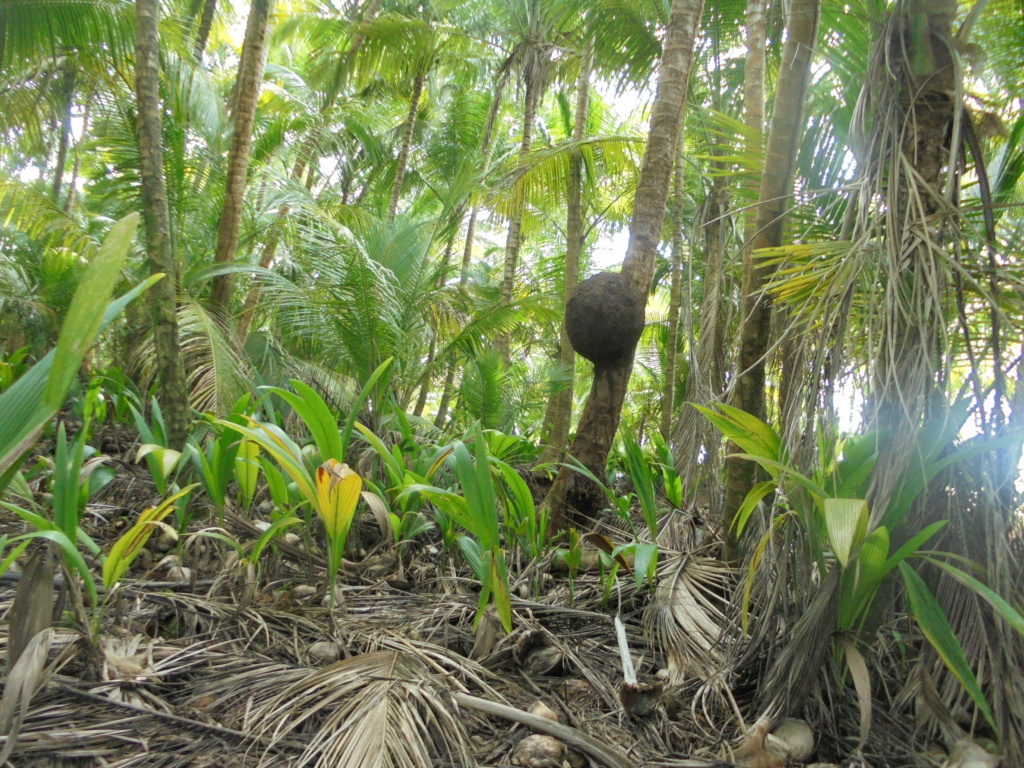 La Guyane en 2018  - Page 16 Dsc09516