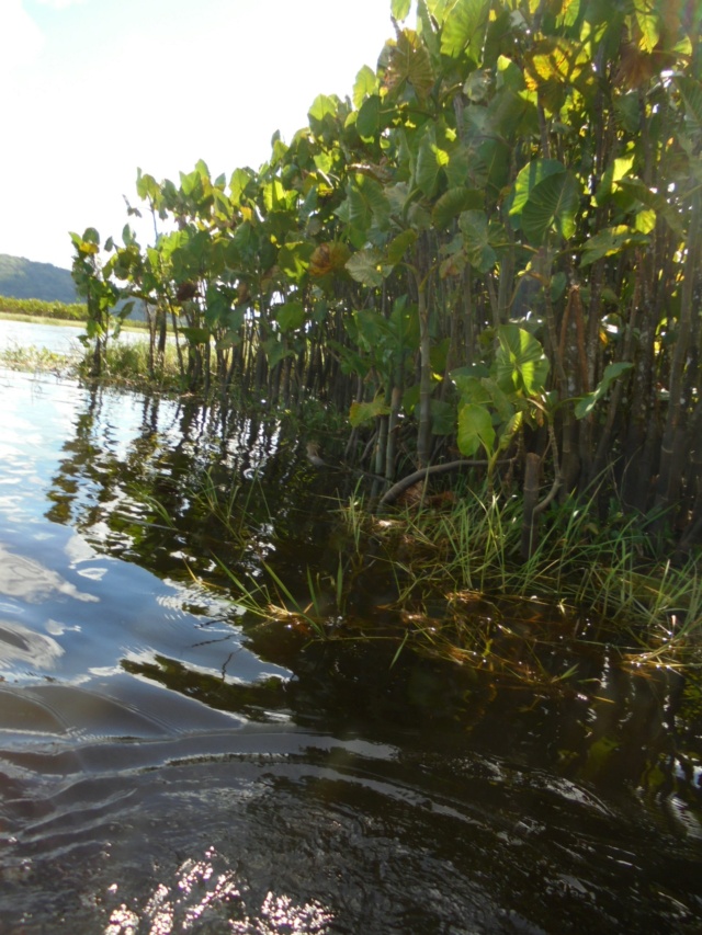 La Guyane en 2018  - Page 8 Dsc09625