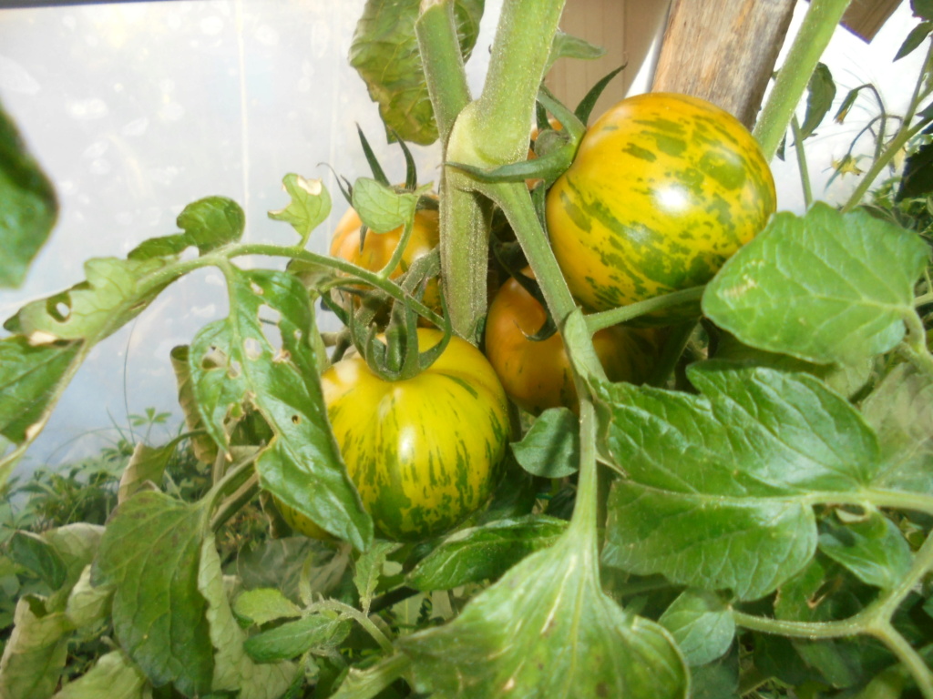 Solanum lycopersicum - les tomates - Page 7 Dsc09739