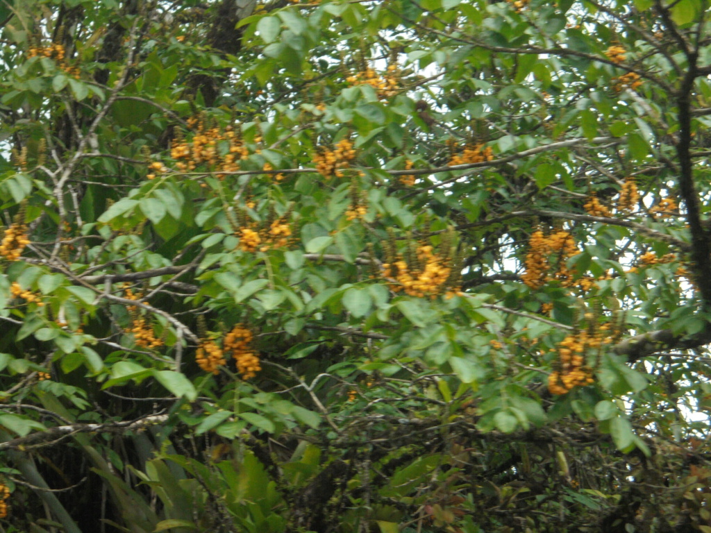 La Guyane en 2018 - Page 10 Dsc09825