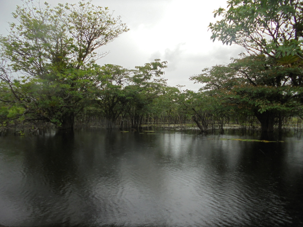 La Guyane en 2018  - Page 10 Dsc09826