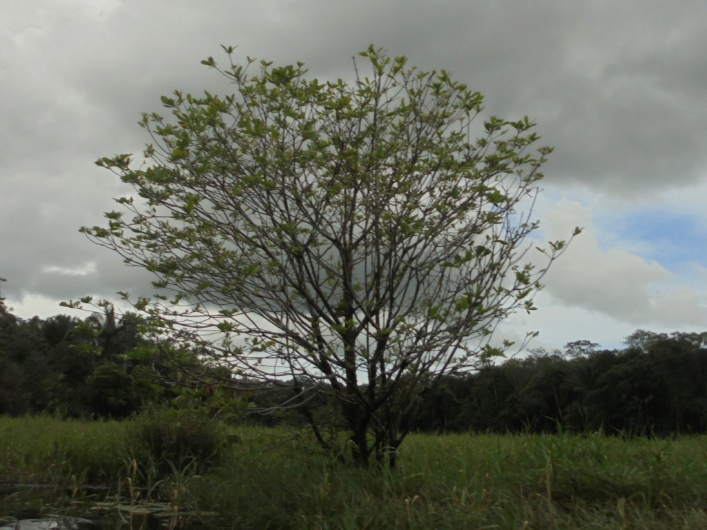 La Guyane en 2018  - Page 10 Dsc09831