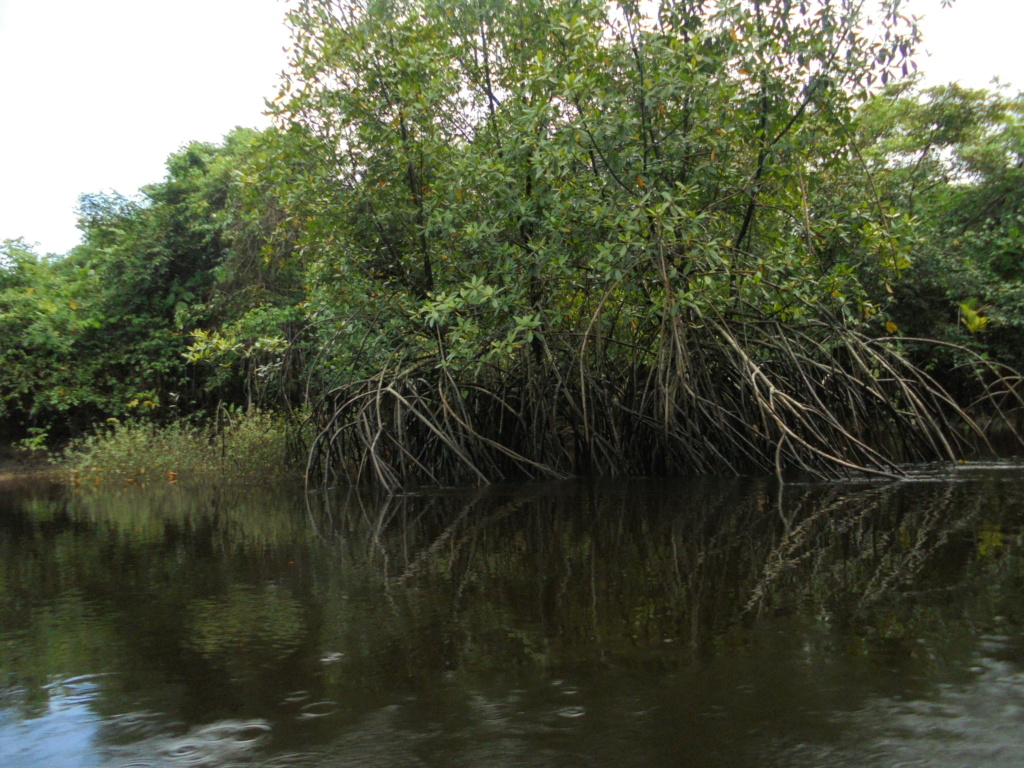 La Guyane en 2018  - Page 10 Dsc09842