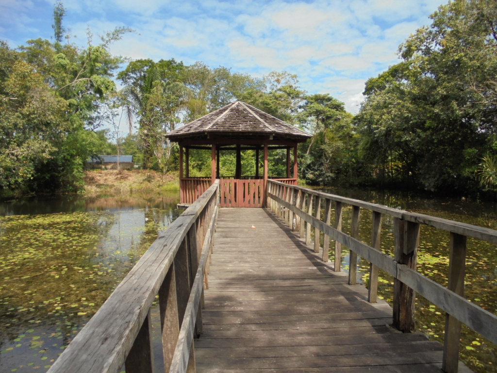 La Guyane en 2018 - Page 18 Dsc09995