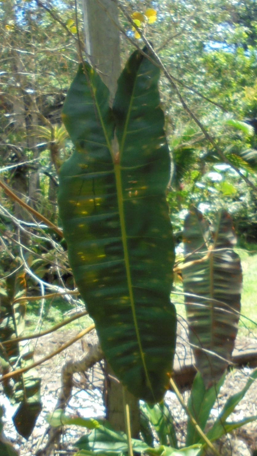 Philodendron billietiae Dsc09997