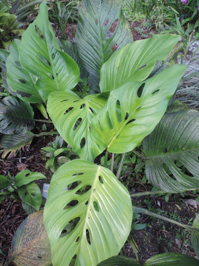 Monstera lechleriana Dscn0022