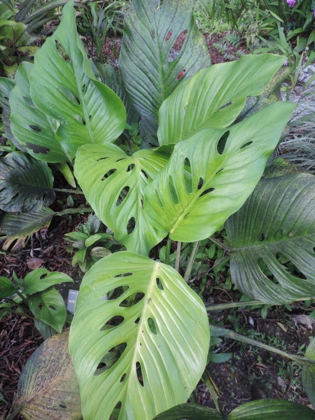 Monstera lechleriana  Dscn0022