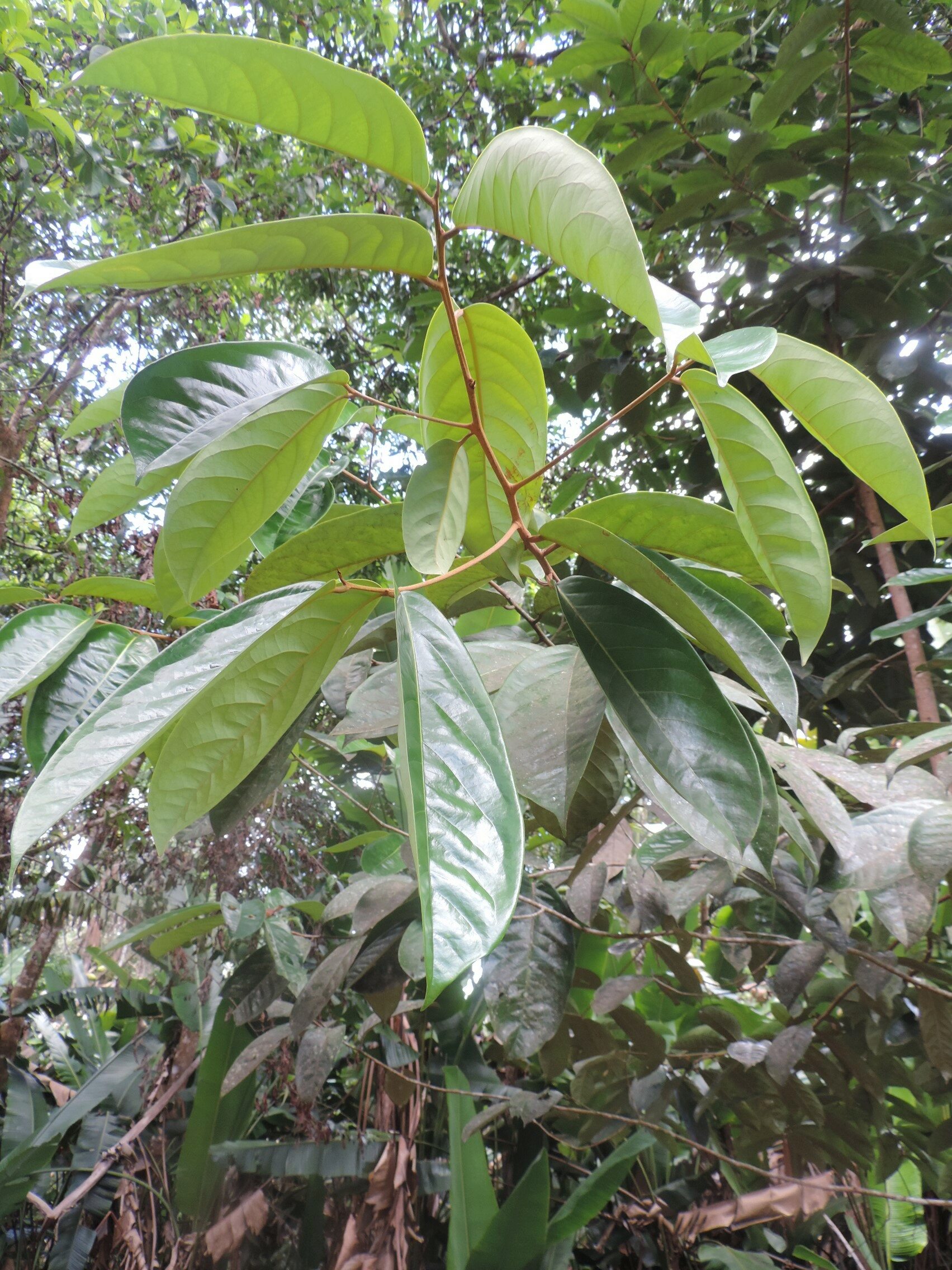 La Guyane en 2018  - Page 13 Dscn0090