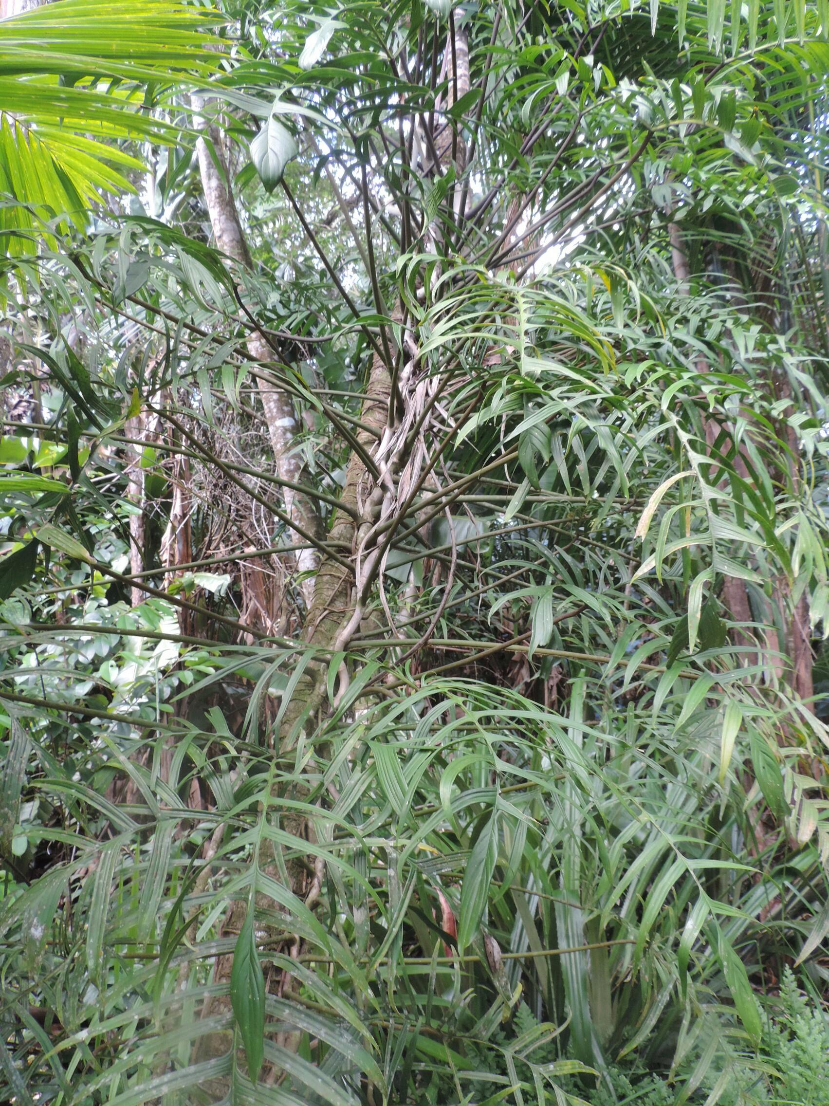 Philodendron pedatum (= Philodendron polypodioides) Dscn0099