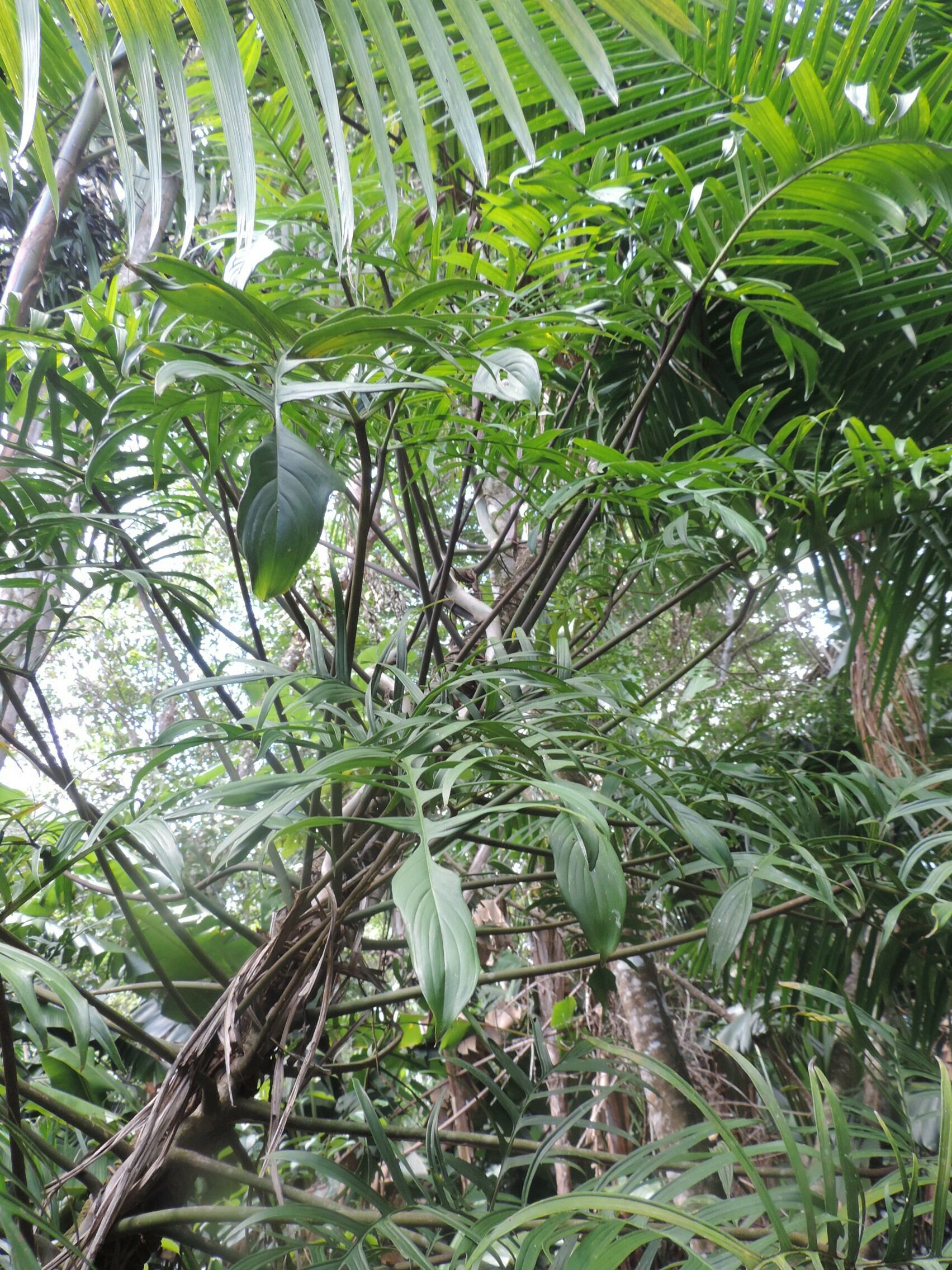 Philodendron pedatum (= Philodendron polypodioides) Dscn0100