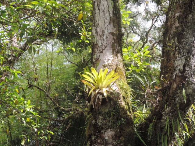 La Guyane en 2018 - Page 5 Dscn0121