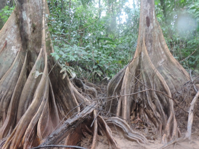 La Guyane en 2018 - Page 5 Dscn0128
