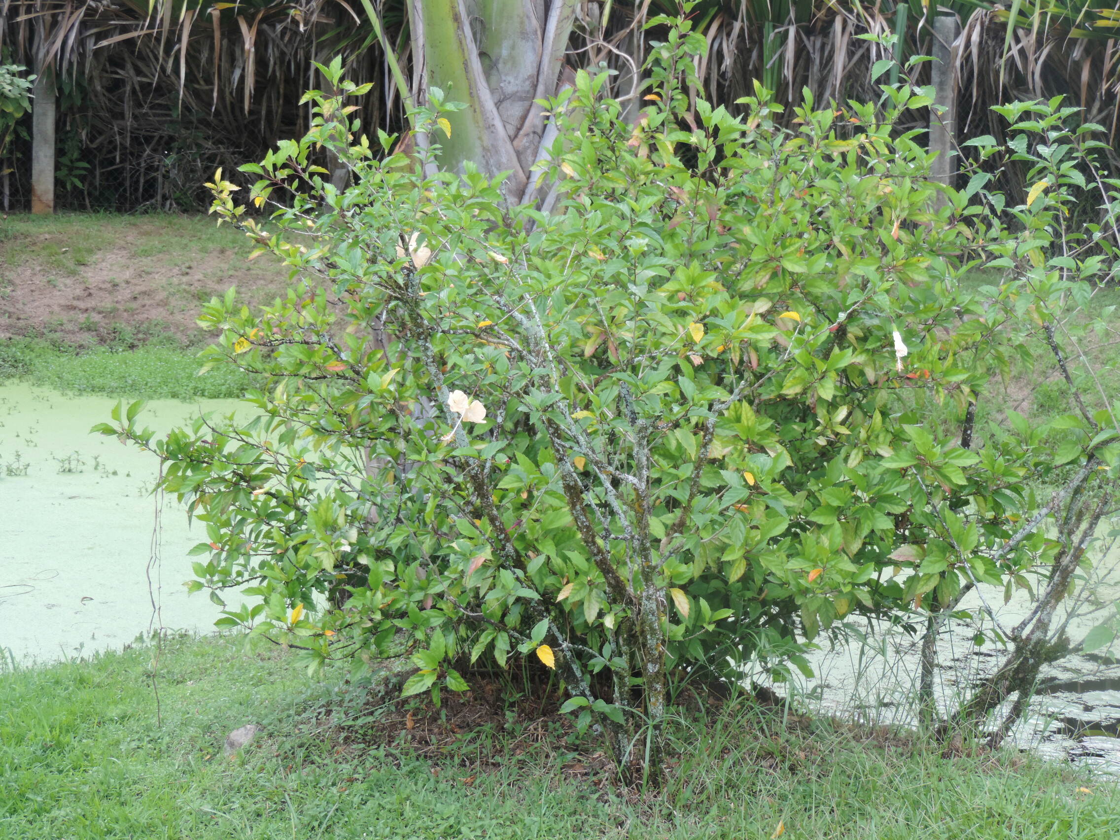 La Guyane en 2018 - Page 11 Dscn0152