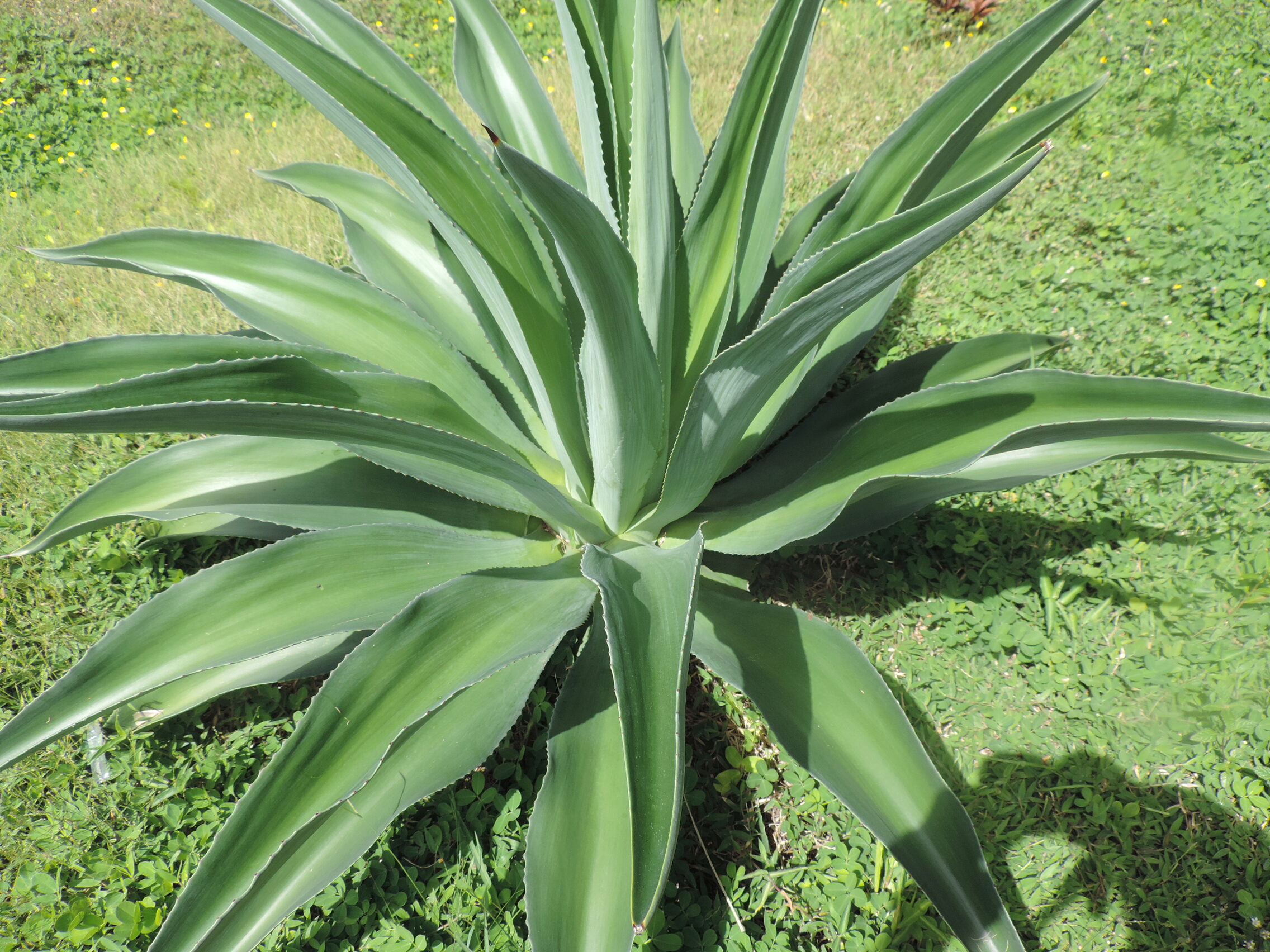 La Guyane en 2018 - Page 11 Dscn0153