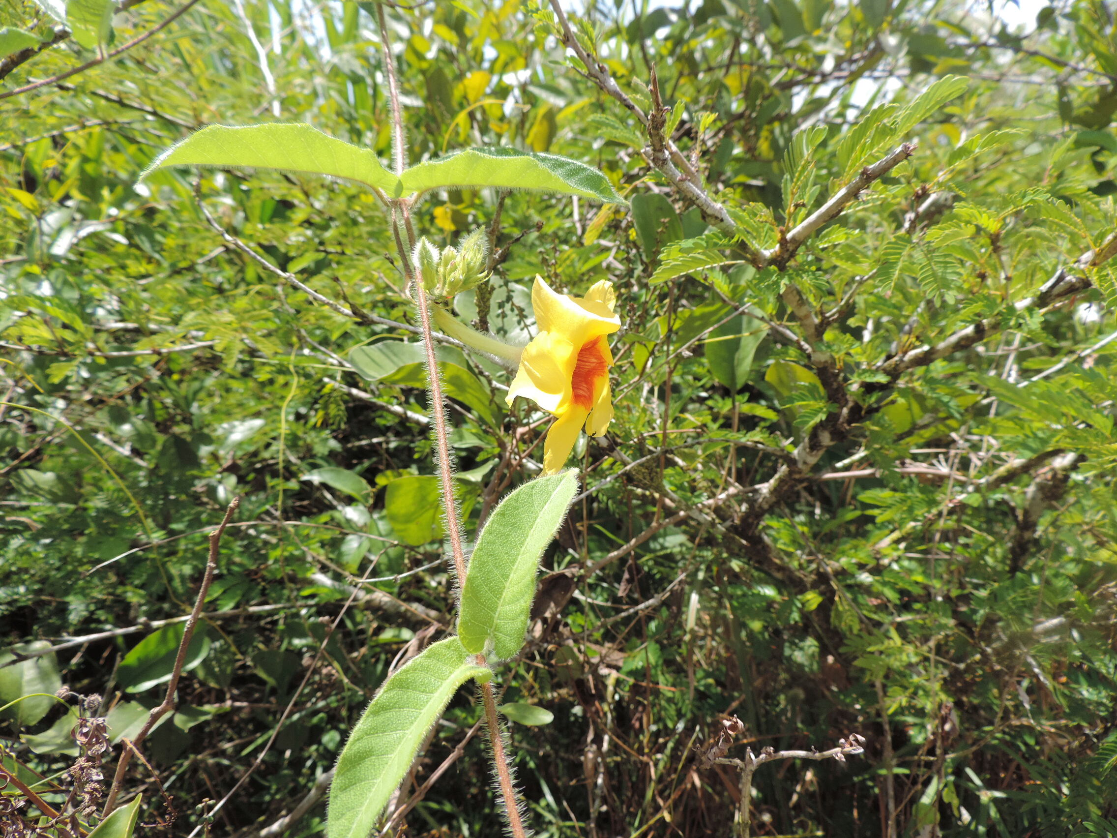 La Guyane en 2018 - Page 11 Dscn0245
