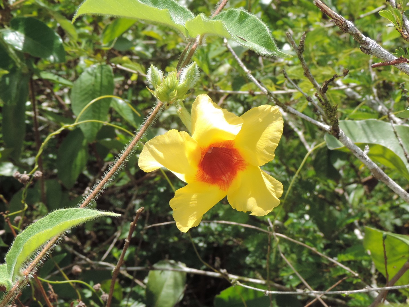 La Guyane en 2018 - Page 11 Dscn0247