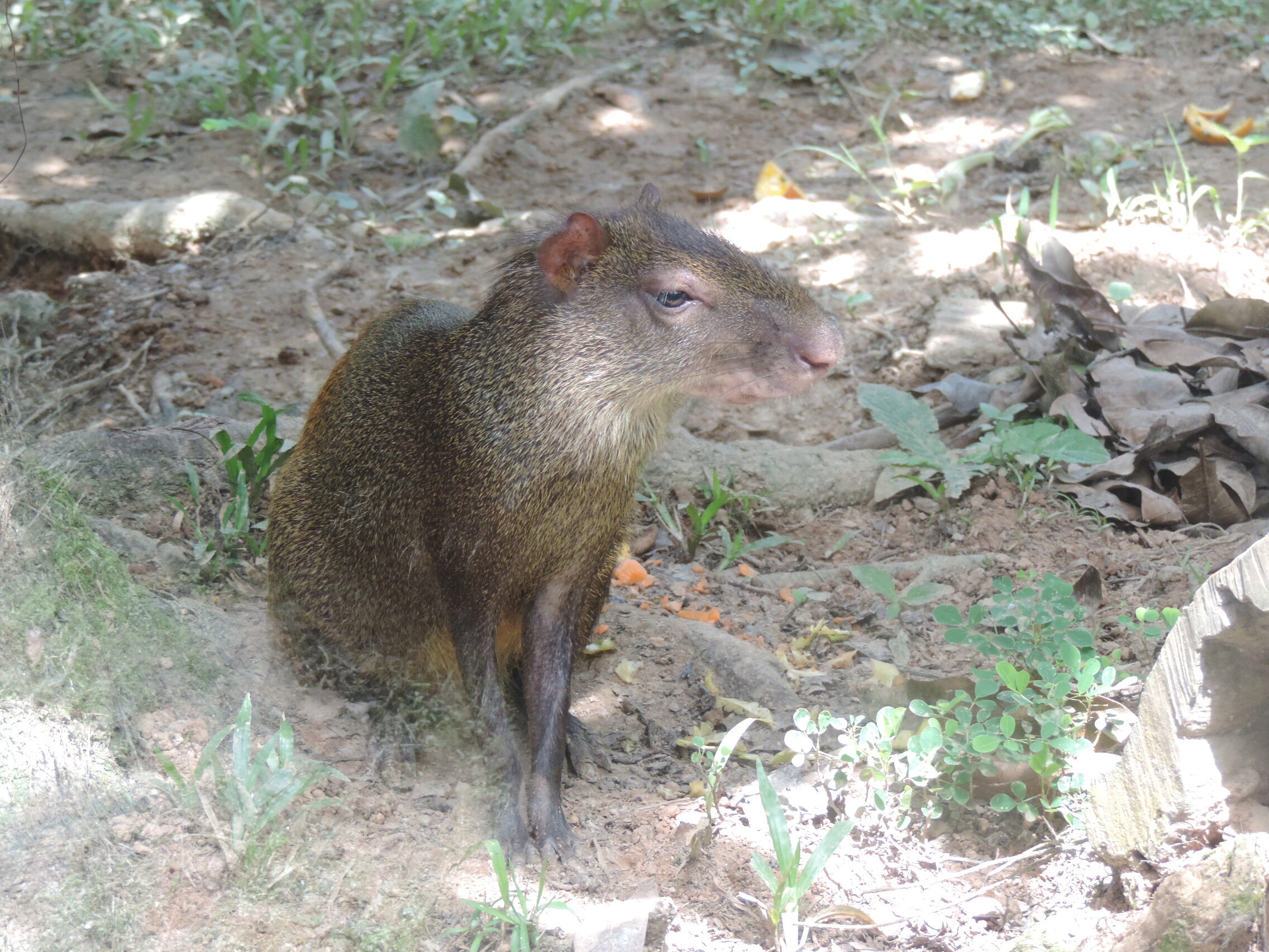 La Guyane en 2018 - Page 11 Dscn0251