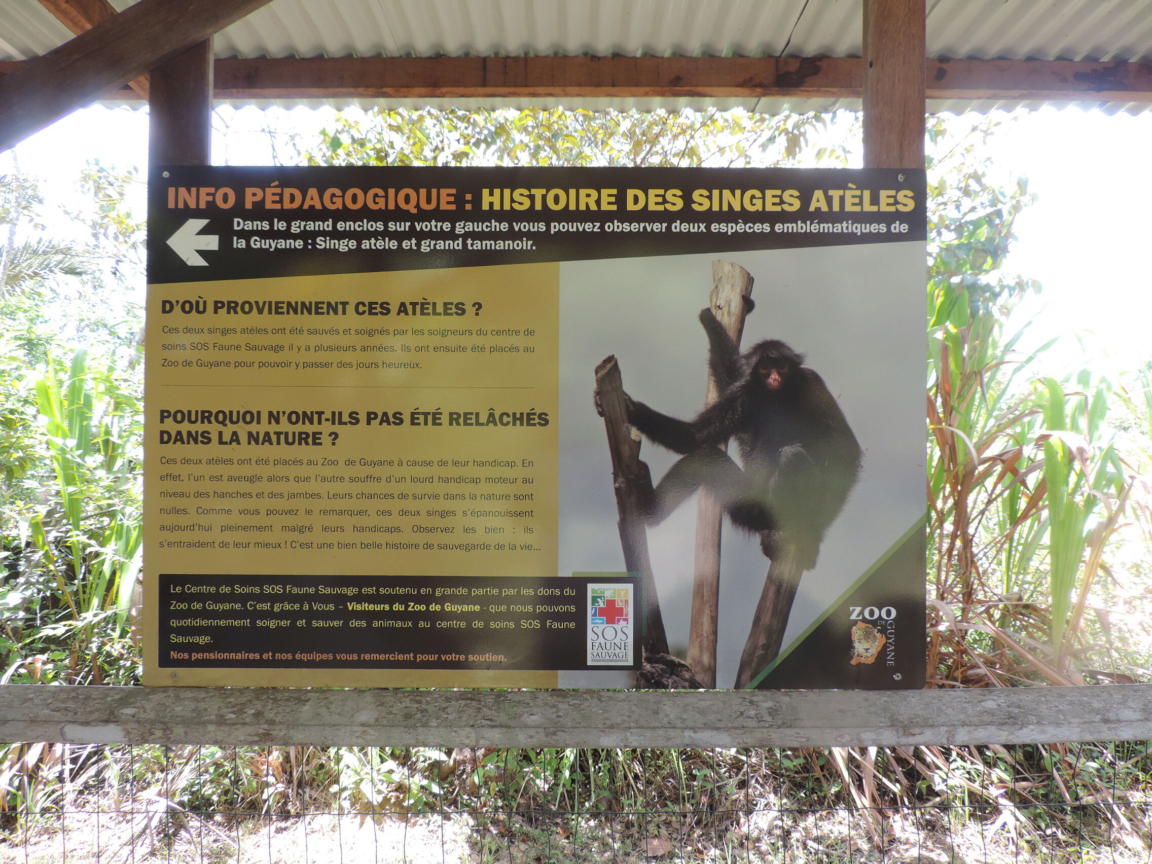 La Guyane en 2018 - Page 11 Dscn0258