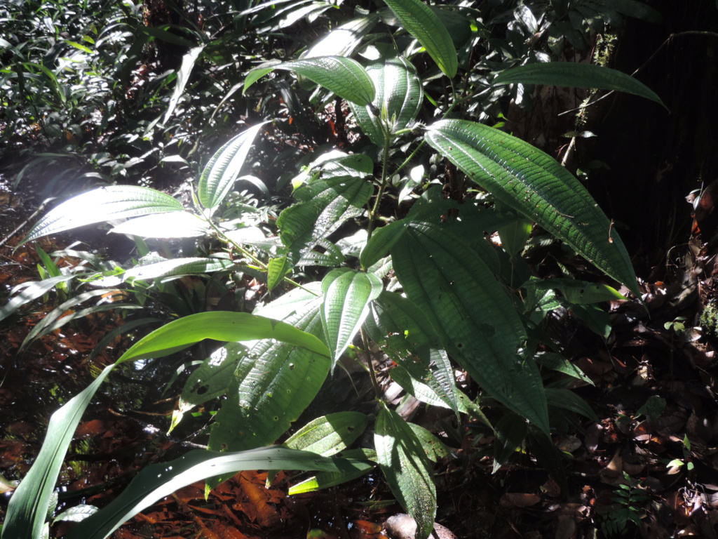 La Guyane en 2018 - Page 14 Dscn0269