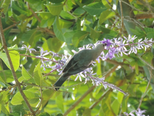 La Guyane en 2018  - Page 3 Dscn0413