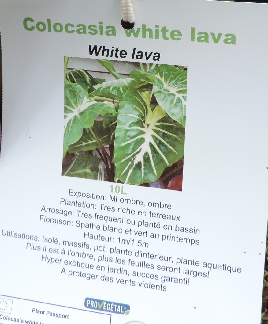Colocasia "White lava "  Dscn0535