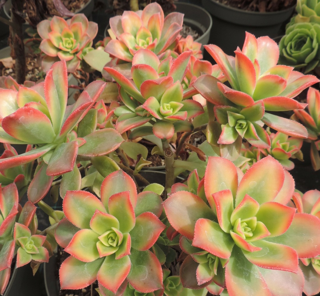 Aeonium 'Fiesta' ??  Dscn0554