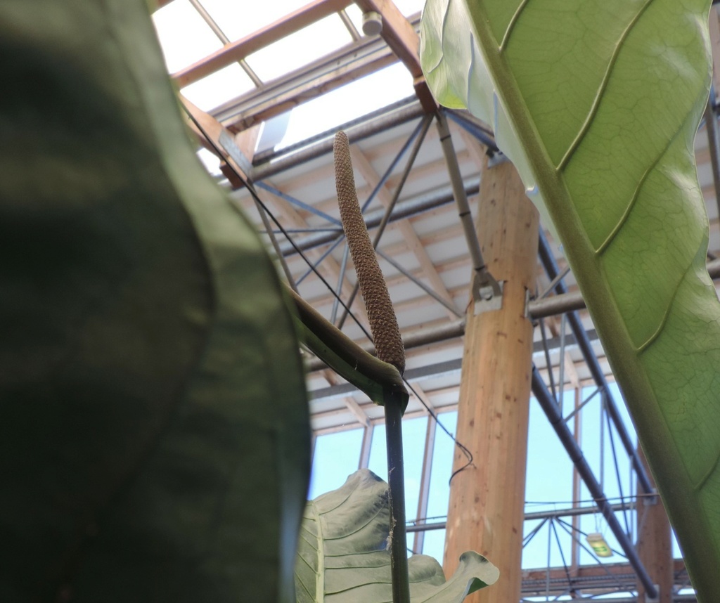 Anthurium elipticum 'Jungle Bush)  Dscn0568