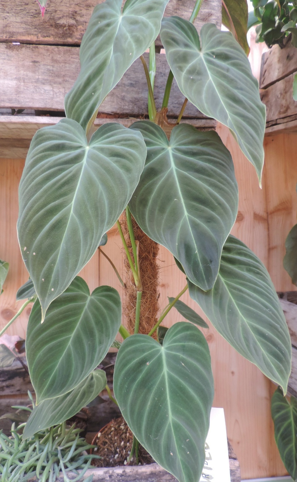 Philodendron 'Splendide' Dscn9285