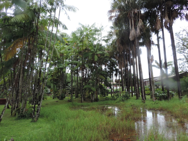 La Guyane en 2018 - Page 2 Dscn9311