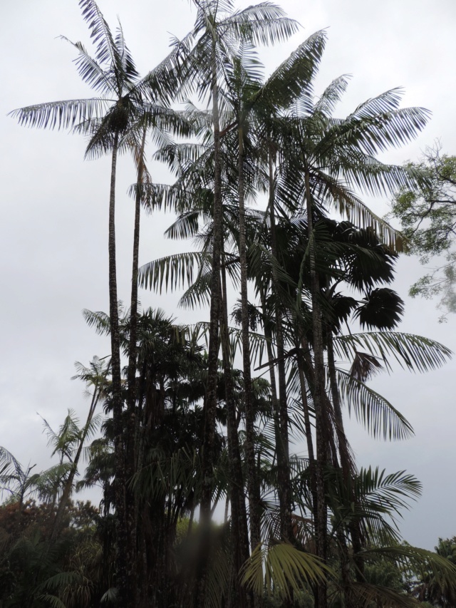 La Guyane en 2018 - Page 2 Dscn9312