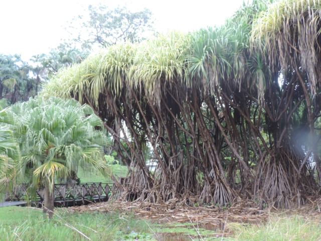 La Guyane en 2018 - Page 2 Dscn9313