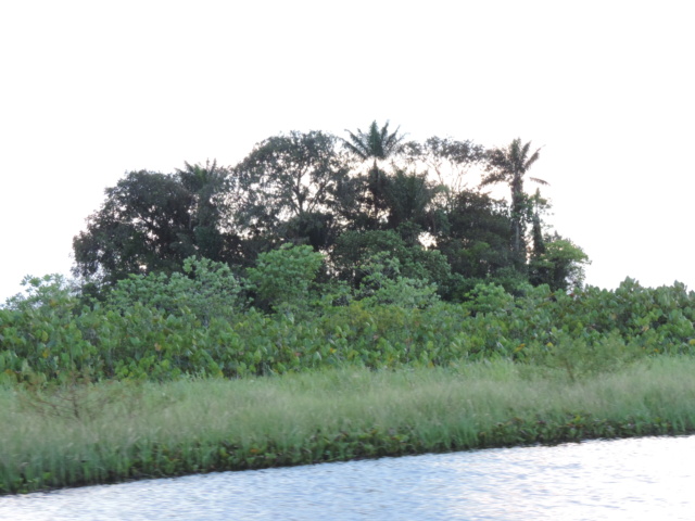 La Guyane en 2018 - Page 9 Dscn9325