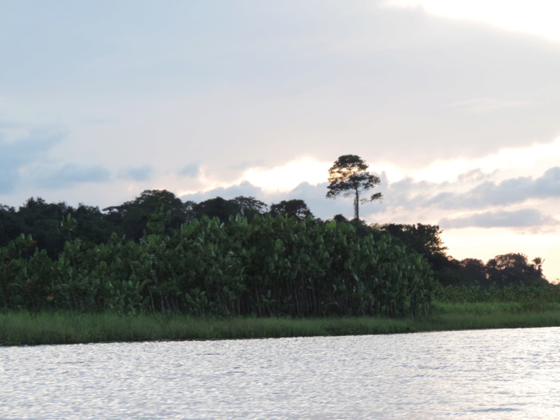 La Guyane en 2018 - Page 10 Dscn9326