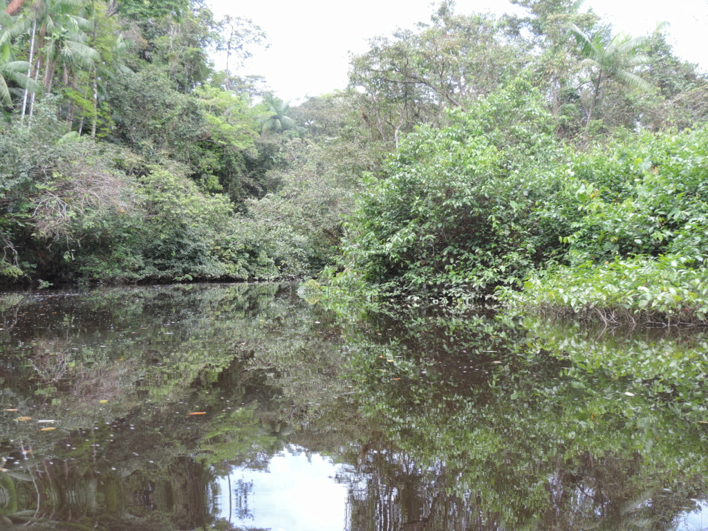 La Guyane en 2018 - Page 10 Dscn9717