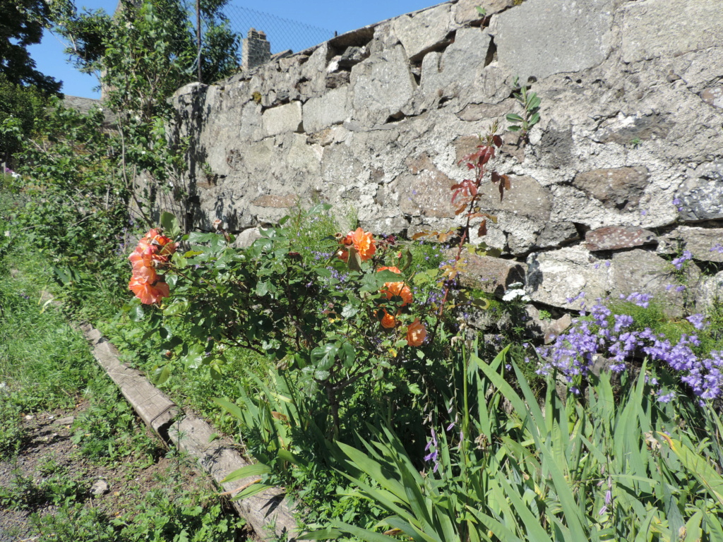 L'Ardèche dans sa splendeur  - Page 2 Dscn9760