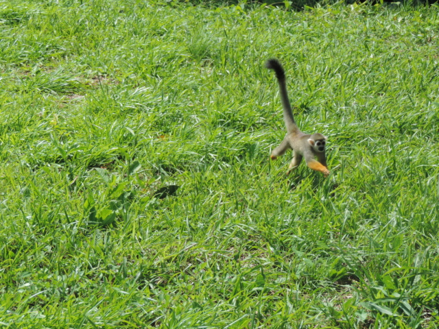 La Guyane en 2018 - Page 8 Dscn9846