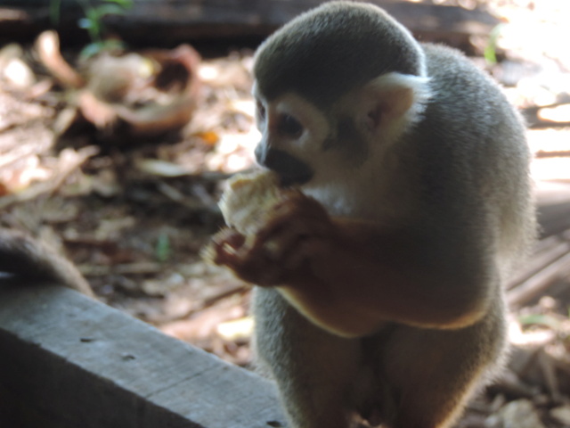 La Guyane en 2018  - Page 8 Dscn9952